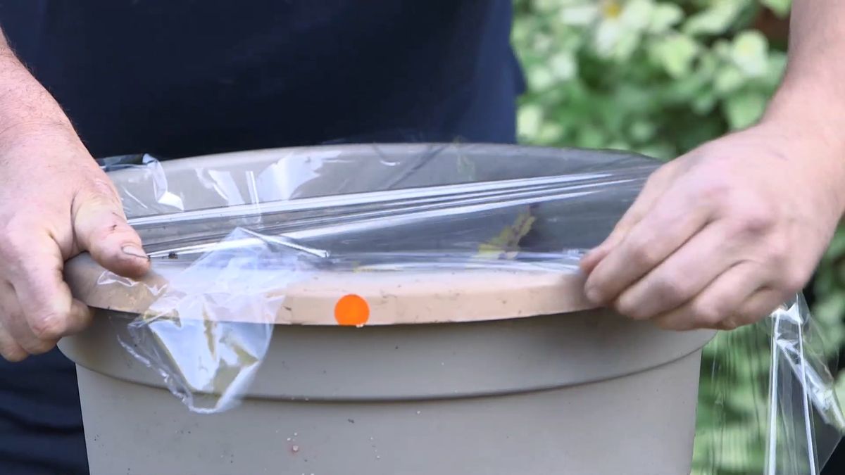 brico0963 3 esquejar coleos papel film