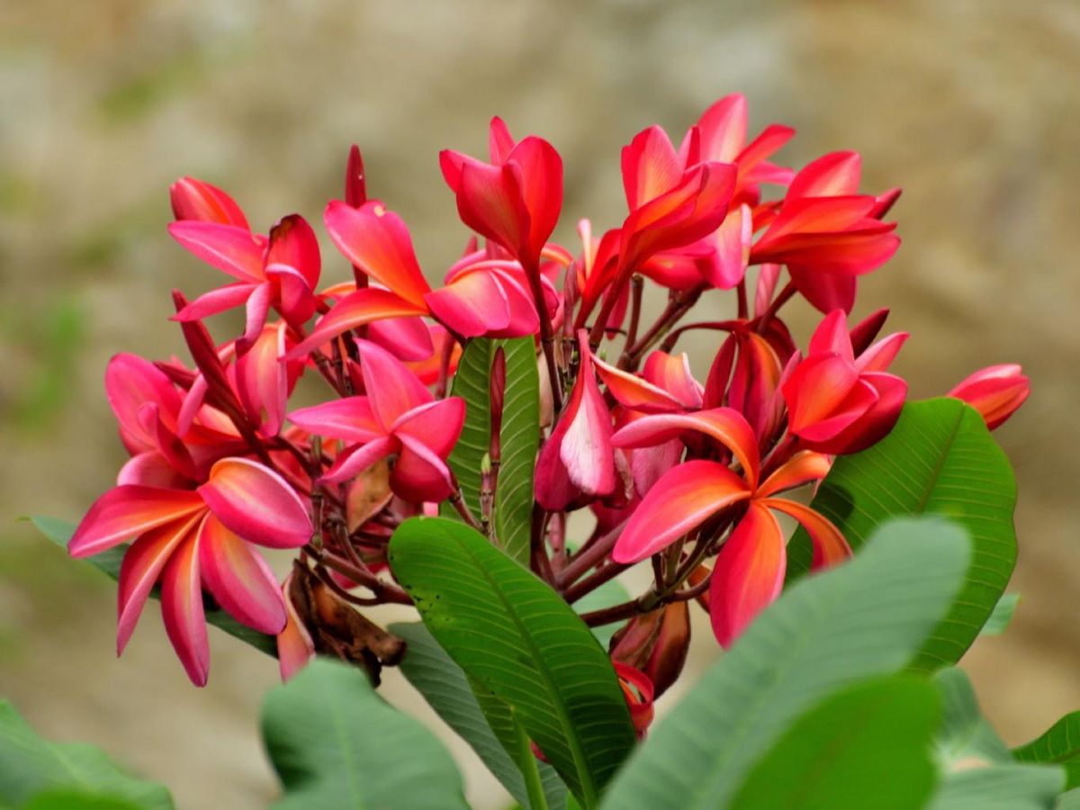 Plumeria rubra.
