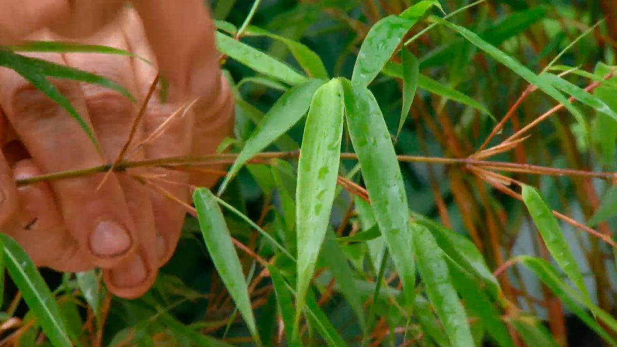 DEKO_663 jardineria bambus fargesiaFargesia Robusta Campbell