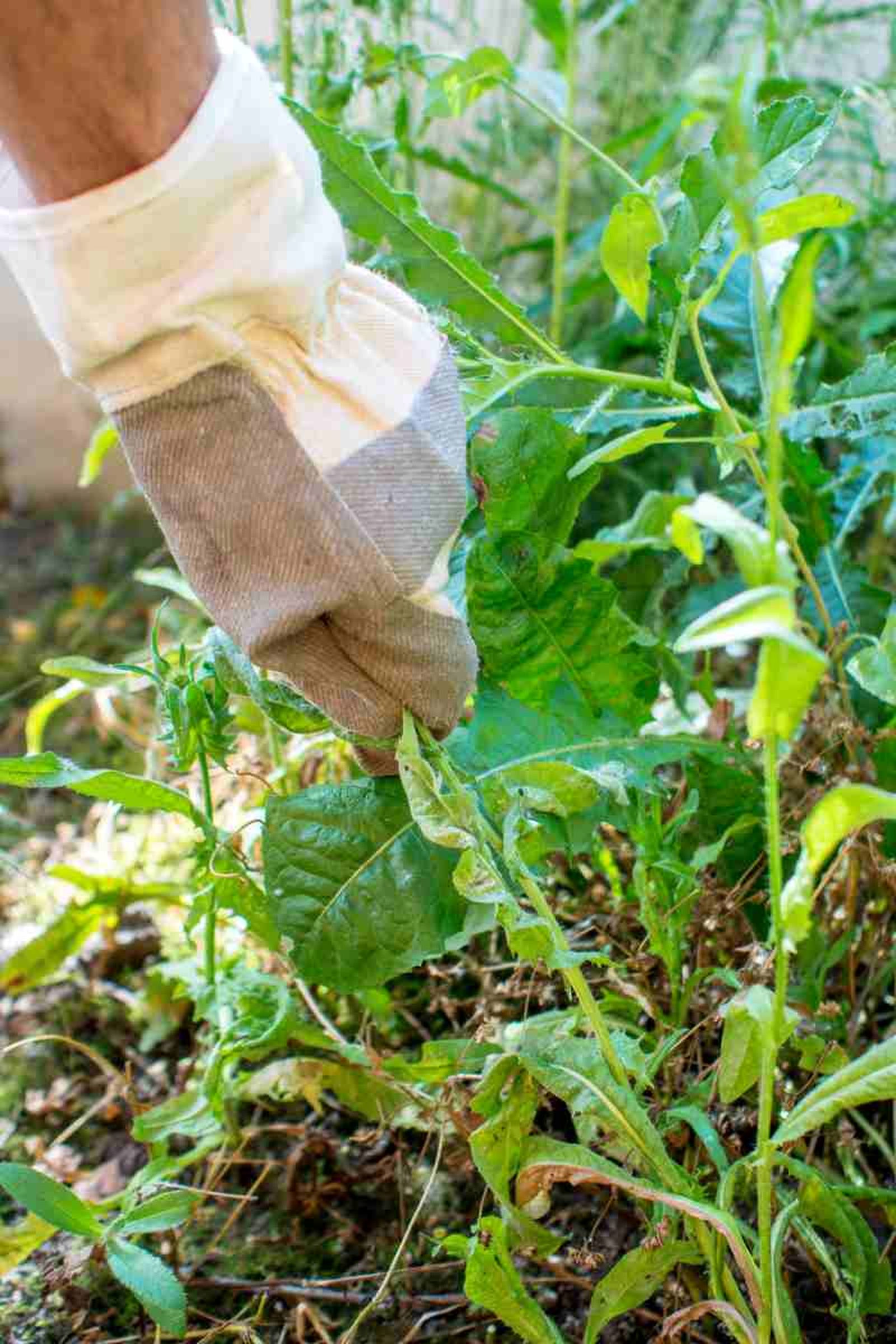 Elimina las malas hierbas, piedras y raíces del área a plantar