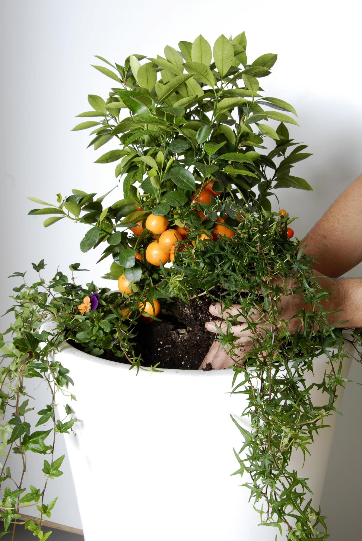 deco 0221 kumkuat composicion paso 2