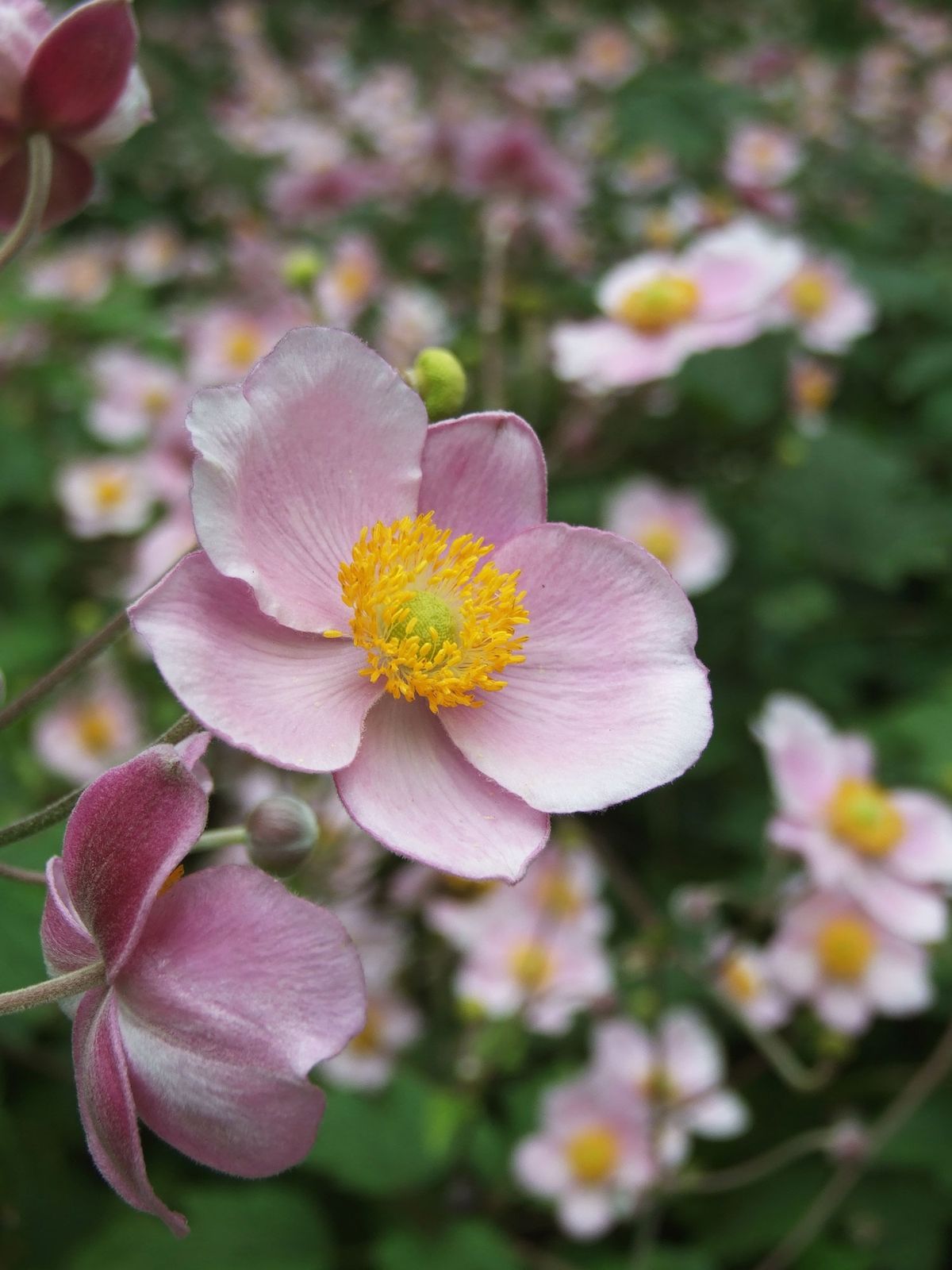 Anemona japónica híbrida