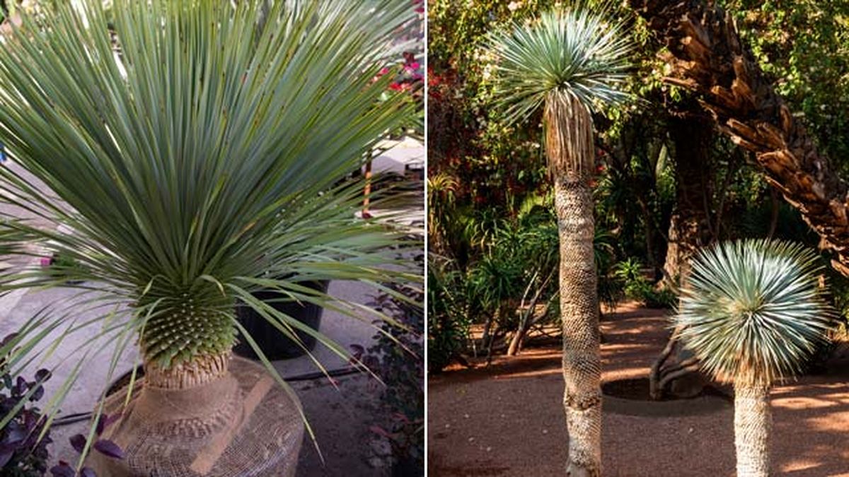 clima Yucca rostrata jardinatis 22 19