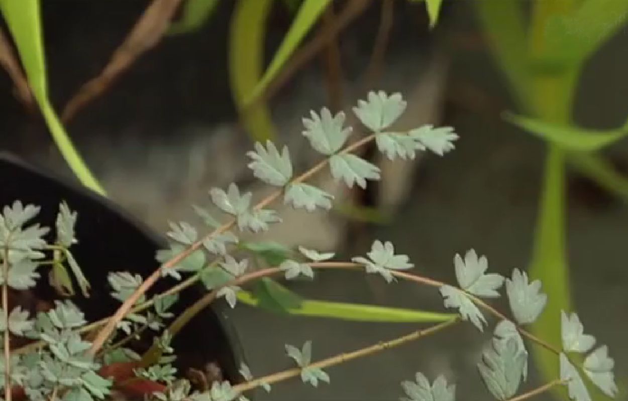 Plantas de colección   Acaena