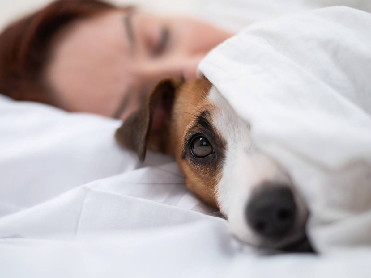 Vivir con alergia a los perros no tiene por qué ser un problema sin solución.