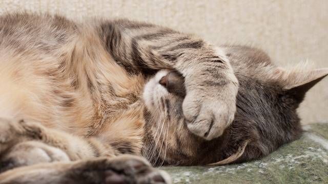 gato malito