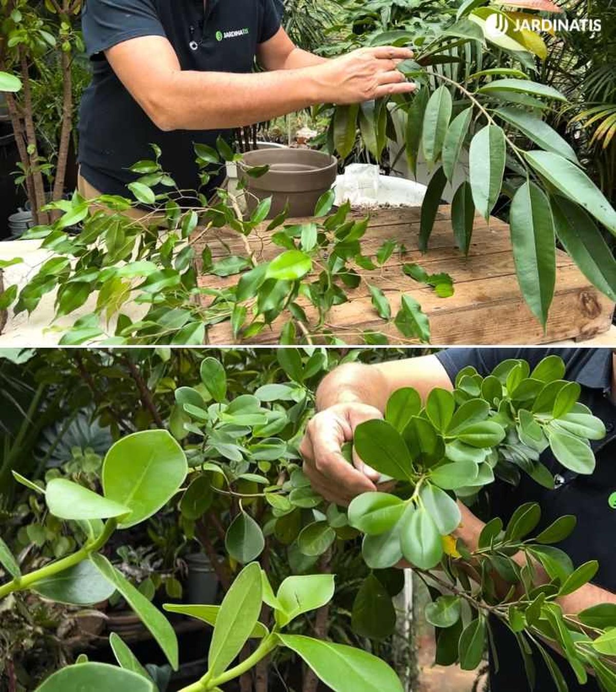 Arriba: Ficus benjamina y Ficus alii - Abajo: Ficus microcarpa y Clusia rosea