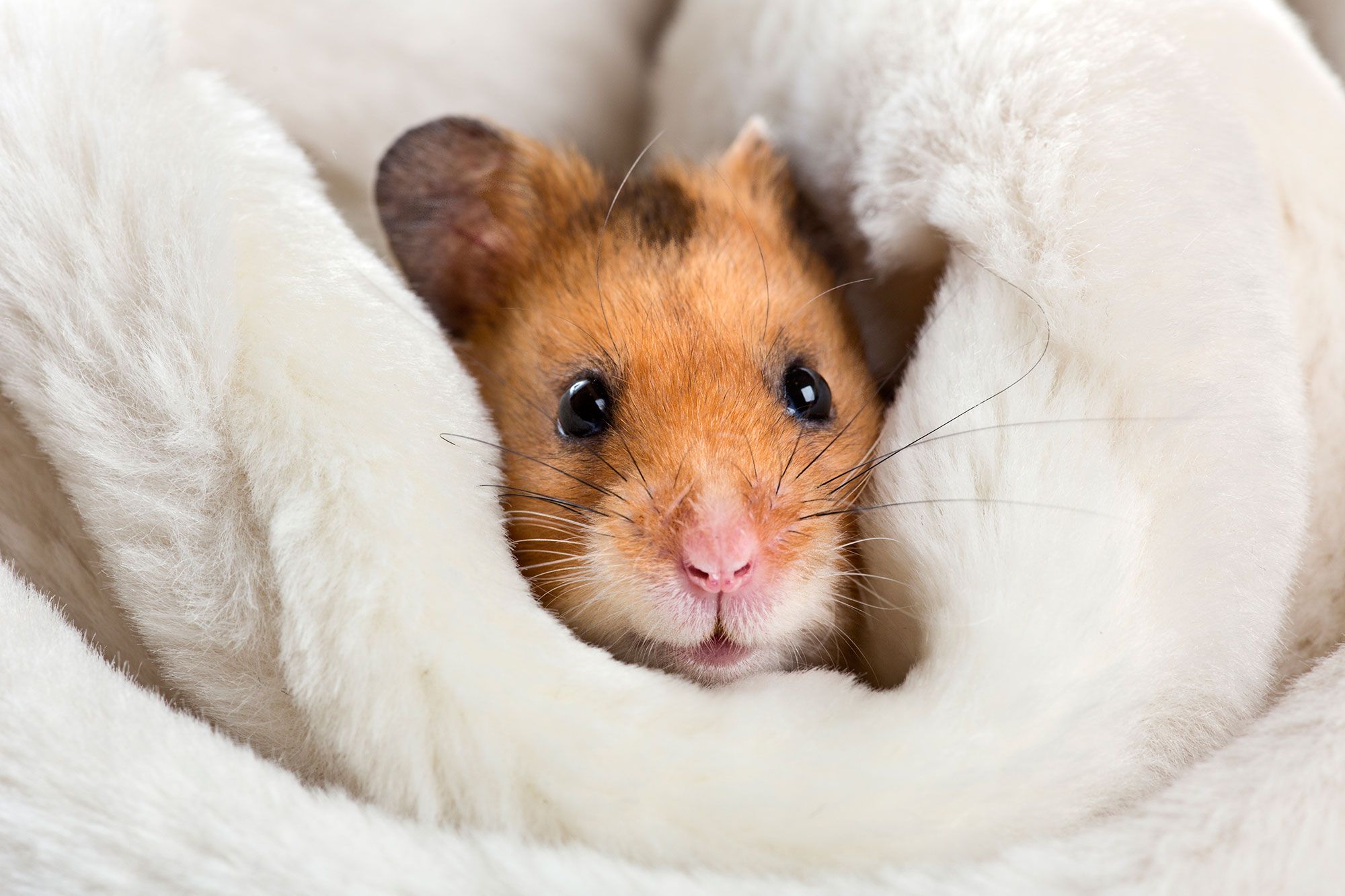 mascotas roedores hamster problemas salud