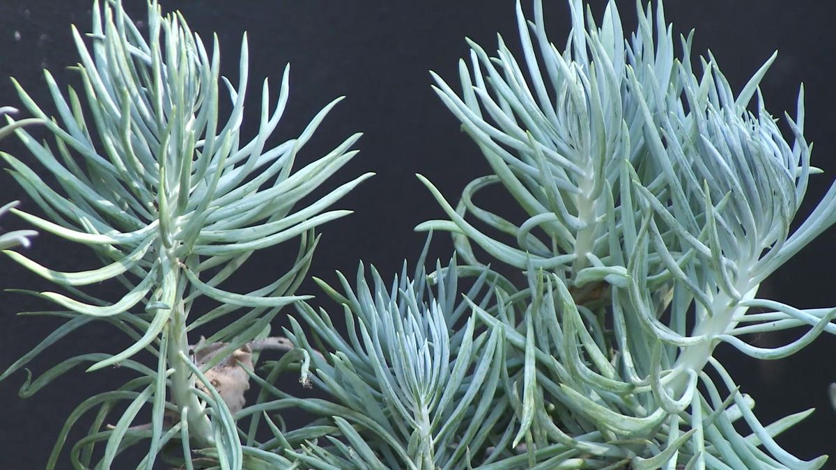 Deco732 jardineria senecios