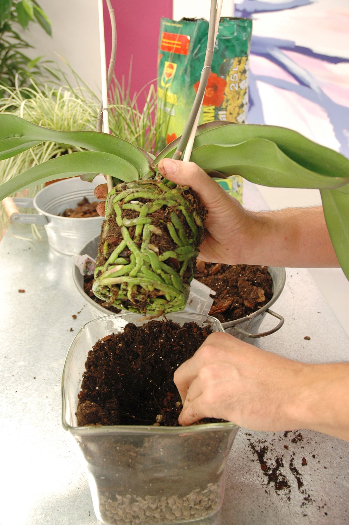 Plantar en jarrones de cristal p6