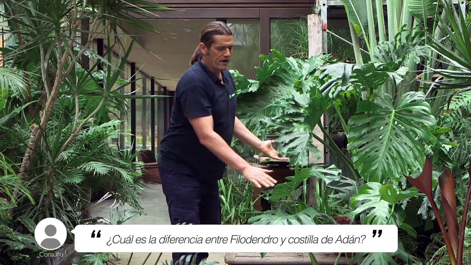 brico 1008 diferencia filodendro costilla de adan xl