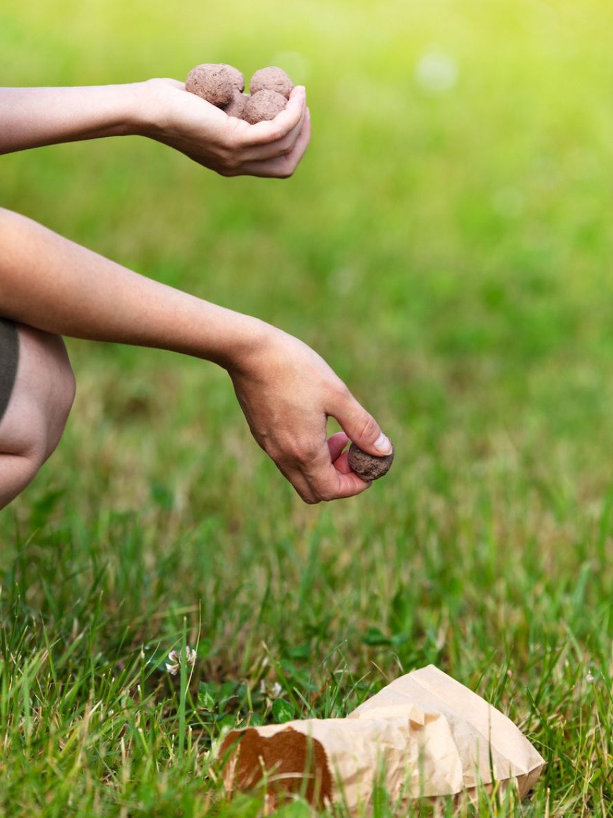 como plantar bomba de semillas