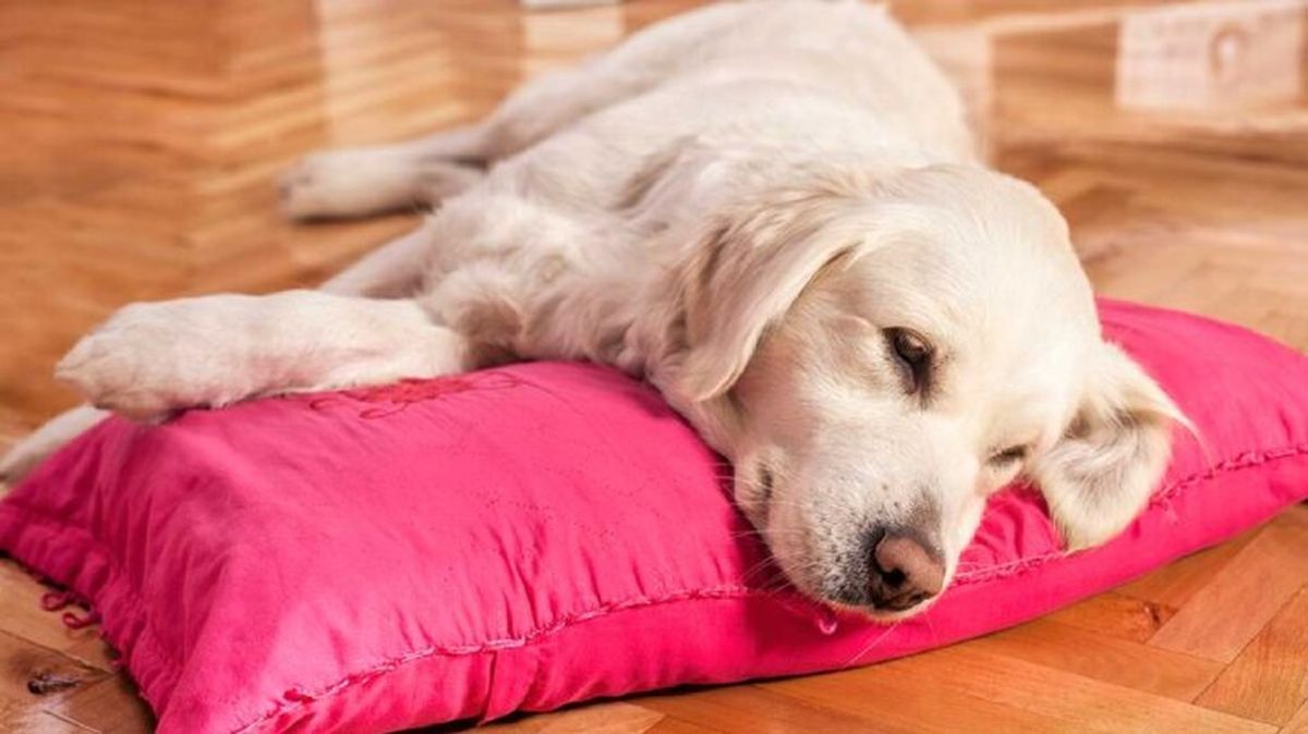 piometra en perros 1