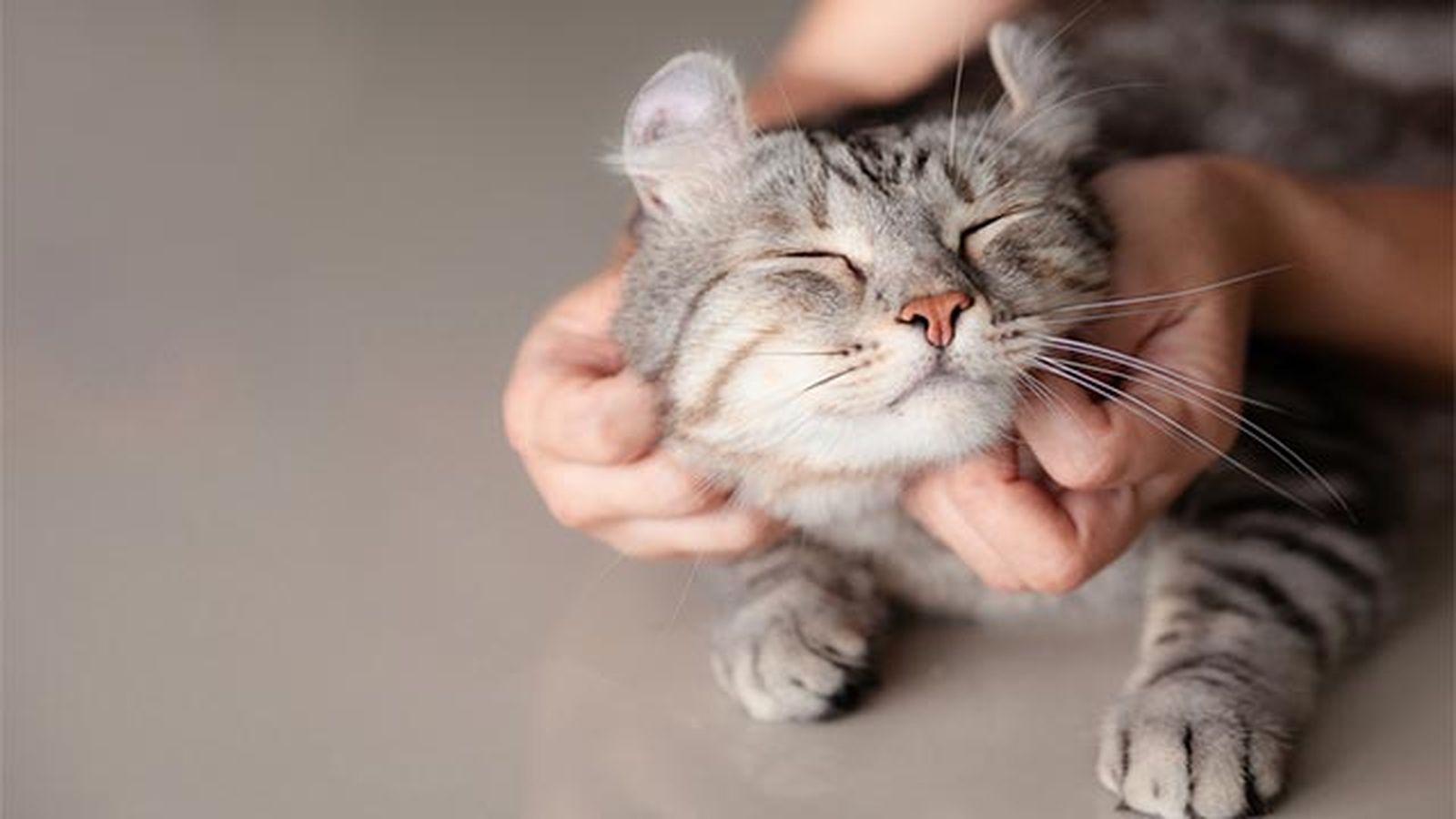 gato mimoso