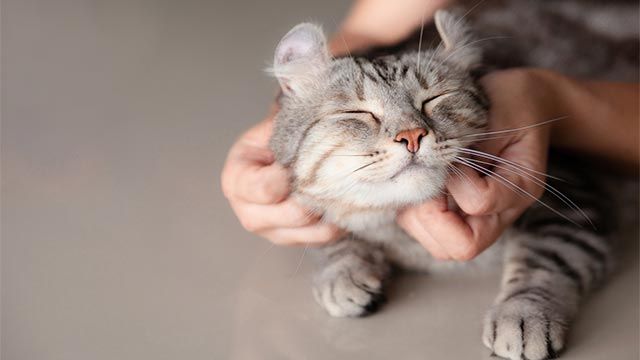 gato mimoso