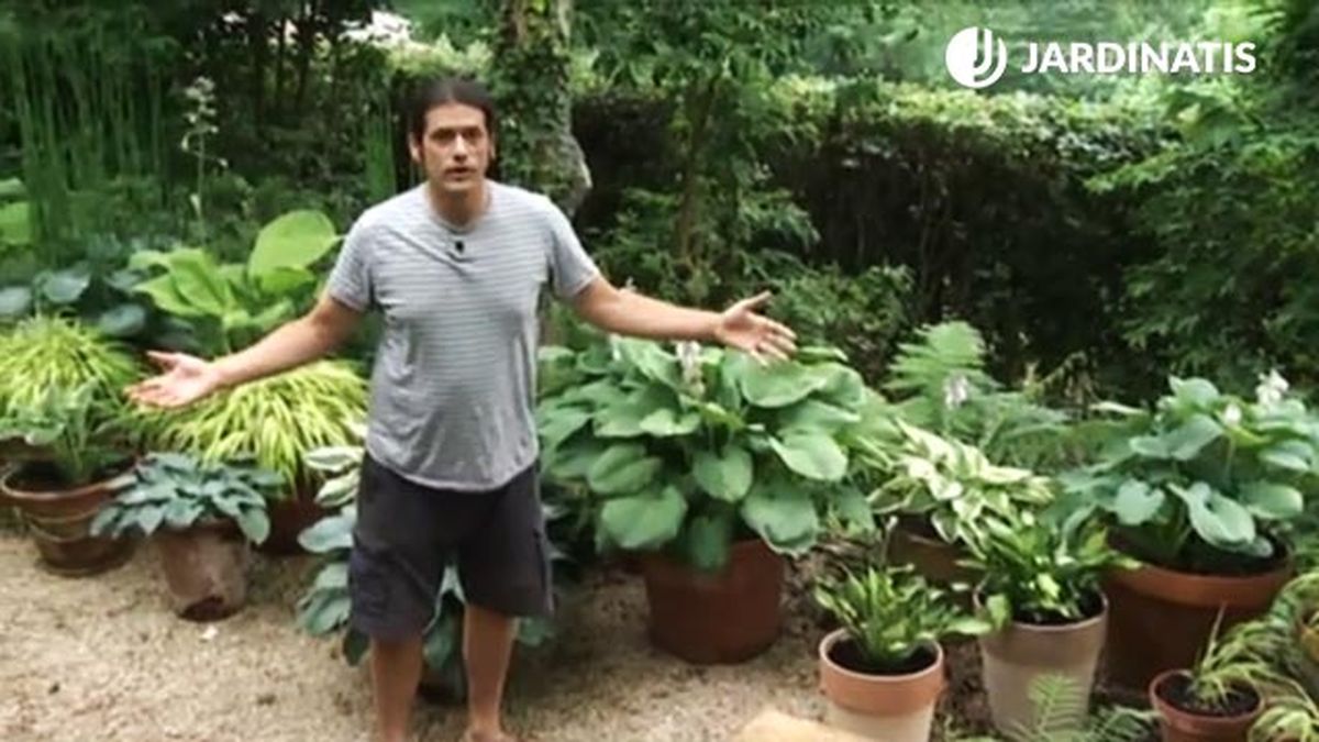 conjunto de diferentes variedades de hostas y hermosas deco 454 jardin