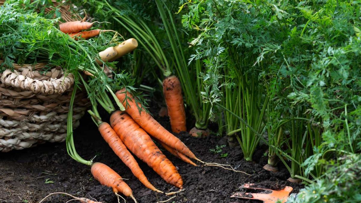 Las zanahorias son un vegetal nutritivo y fácil de cultivar