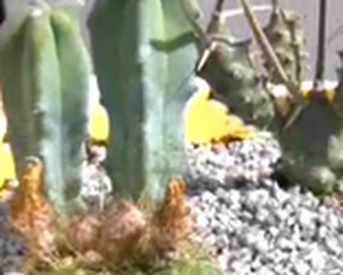 Composicion con cactus paso 6