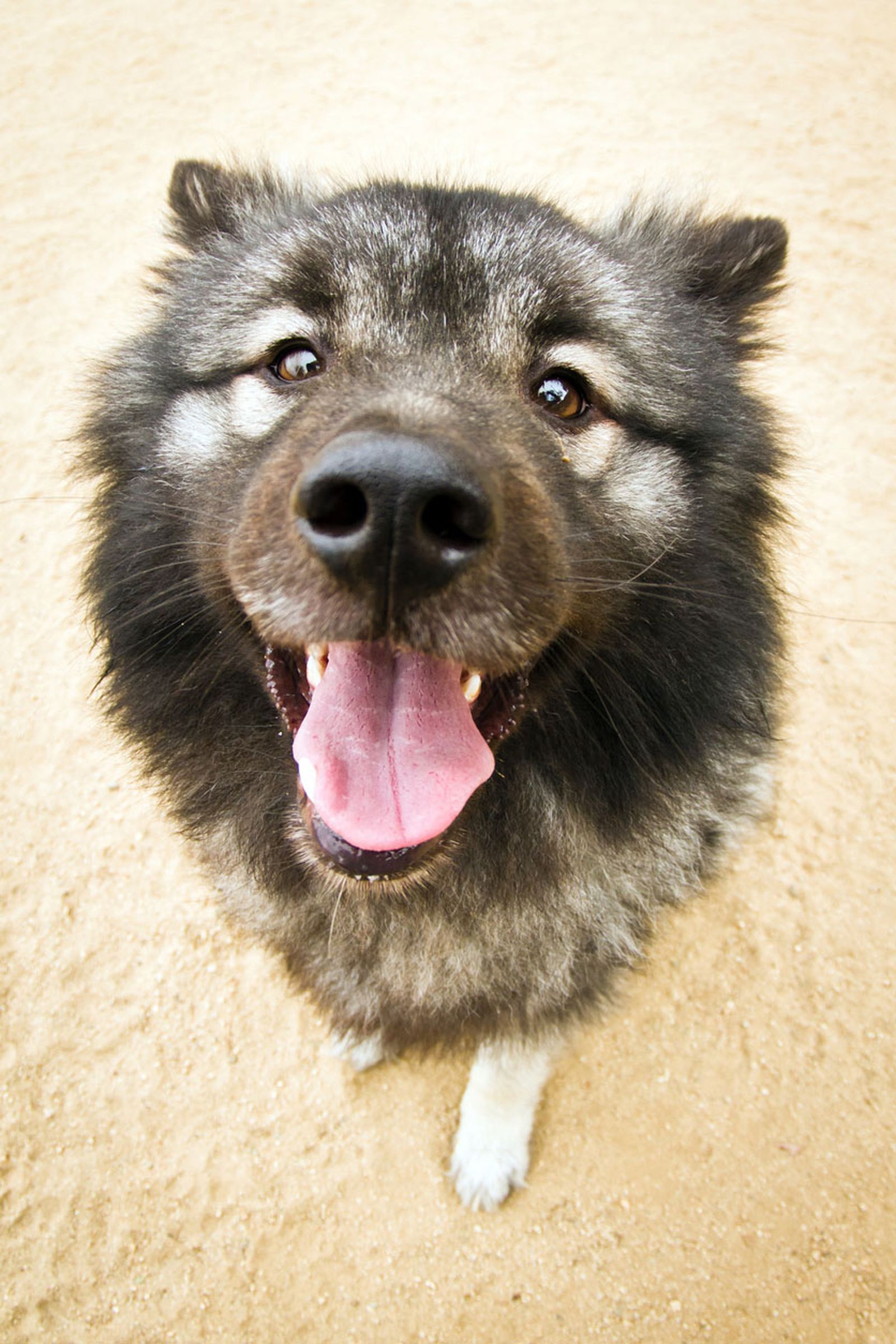 keeshond perro spitz tipo lobo