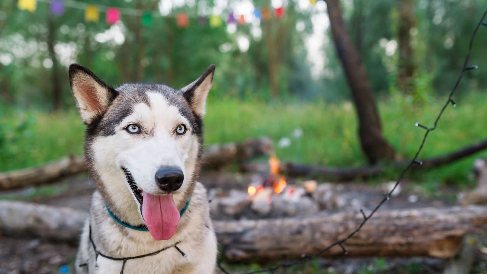 pirotecnia fiesta san juan peligro mascotas