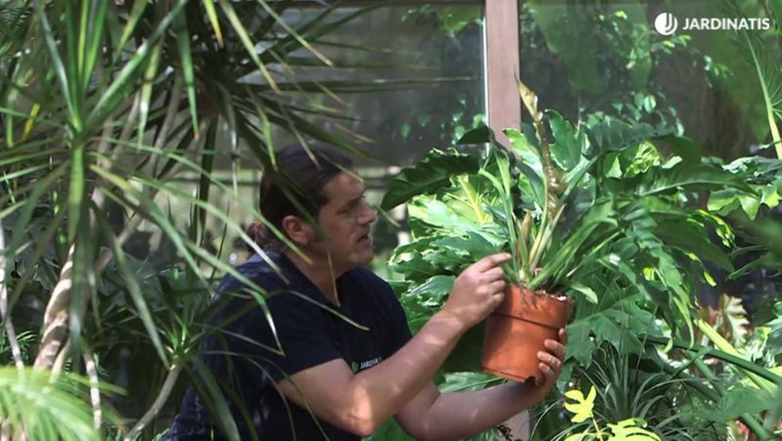 Philodendron marrow
