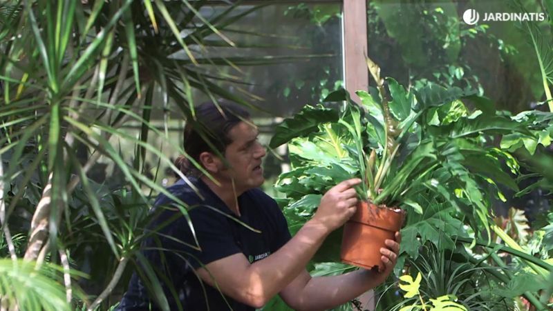 Philodendron marrow
