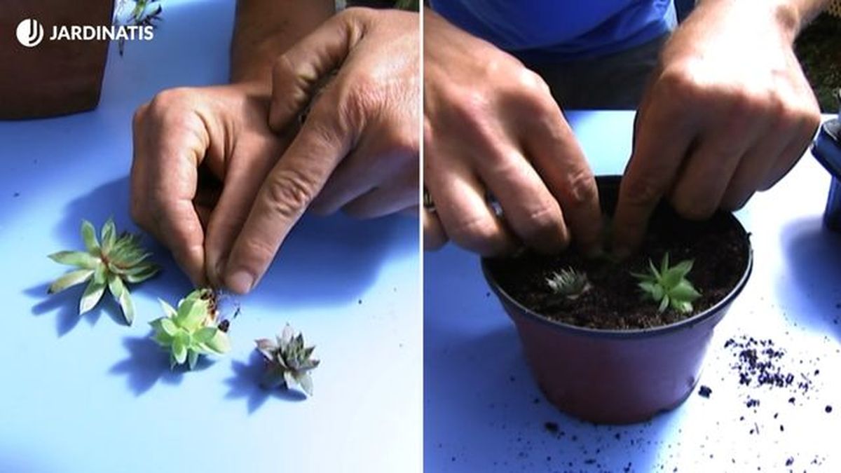 reproducir siempreviva mediante hijuelos brico 651