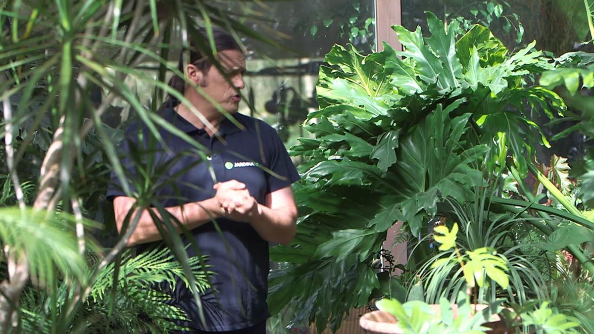 brico 1028 jardin filodendros nuevas variedades