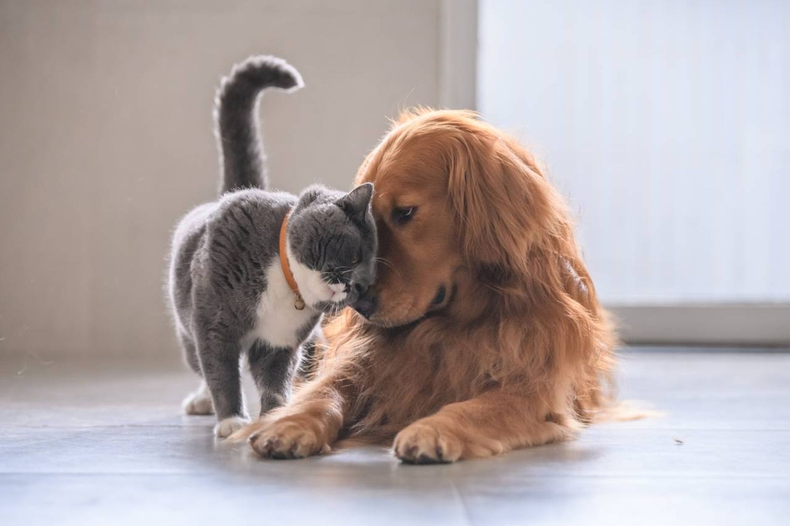 En muchas ocasiones los perros y gatos pueden llegar a ser grandes amigos.
