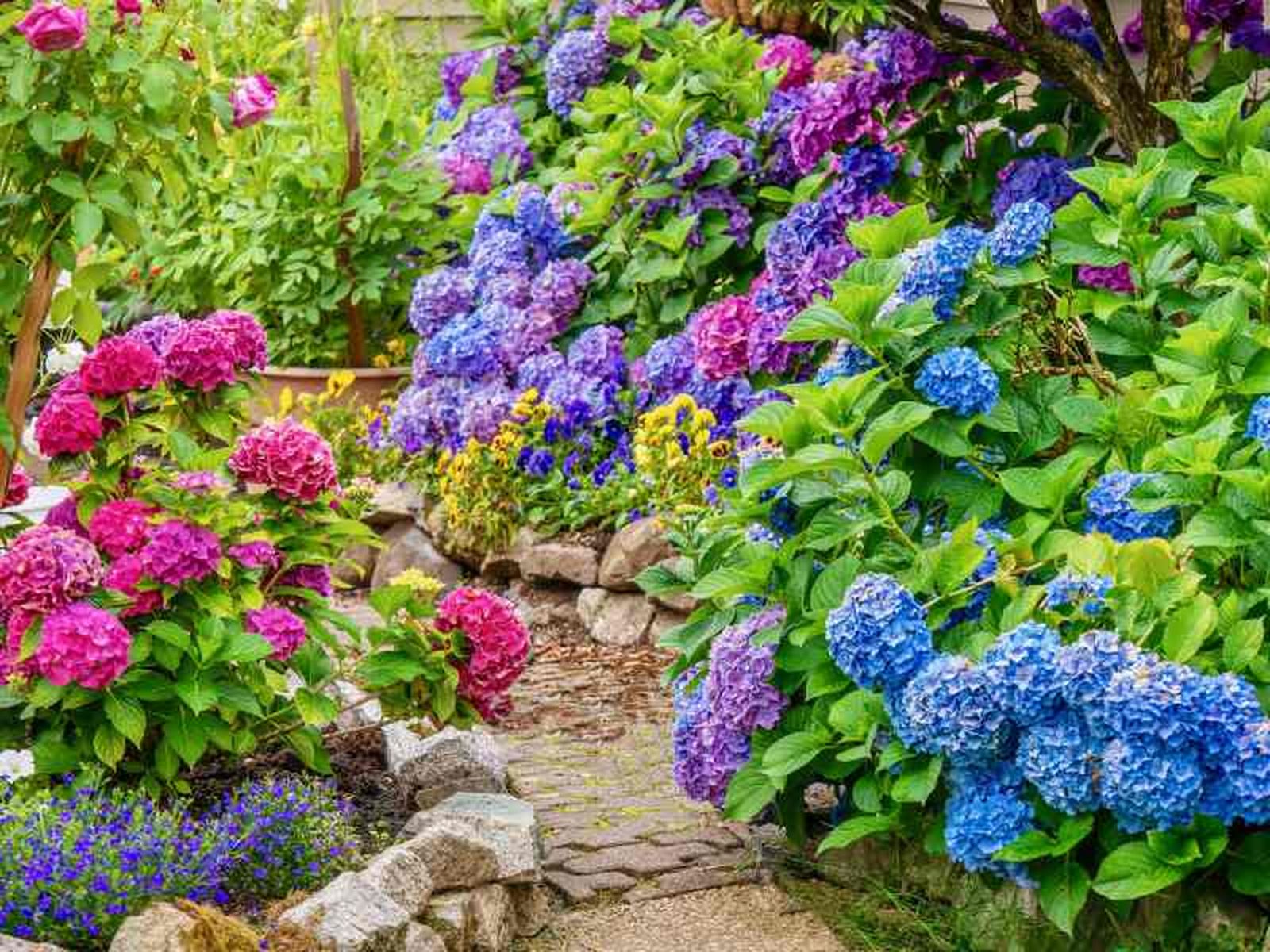 Hortensias con flores de distintas tonalidades