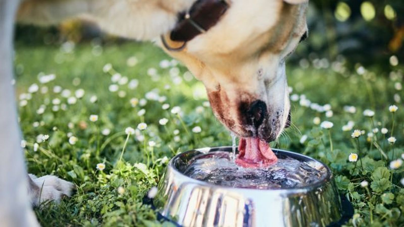 por que mi perro bebe mucha agua 6