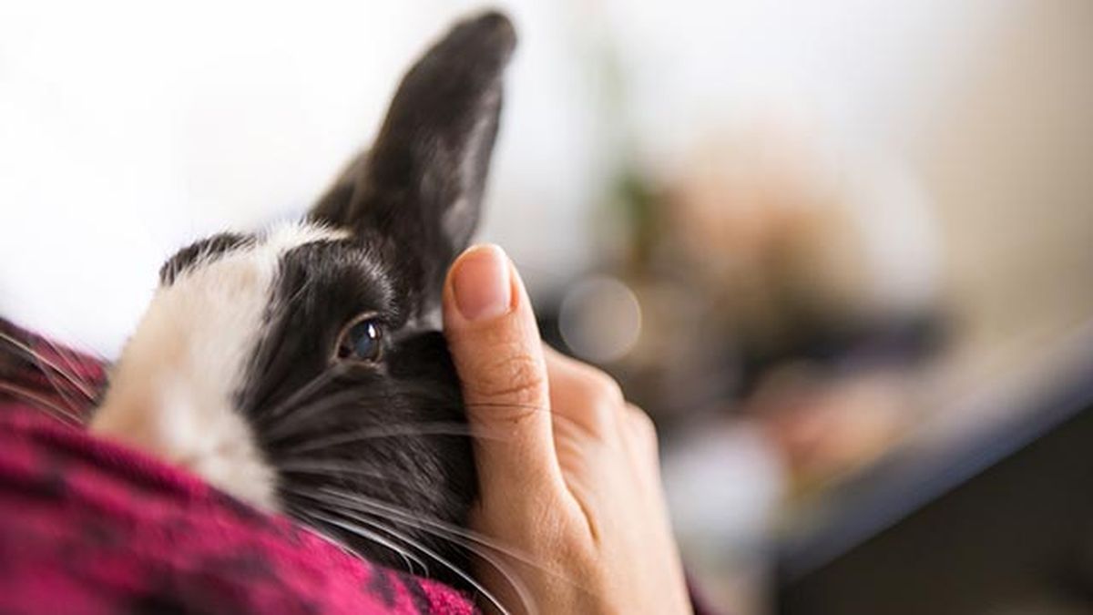 cuidados consejos conejos conejo
