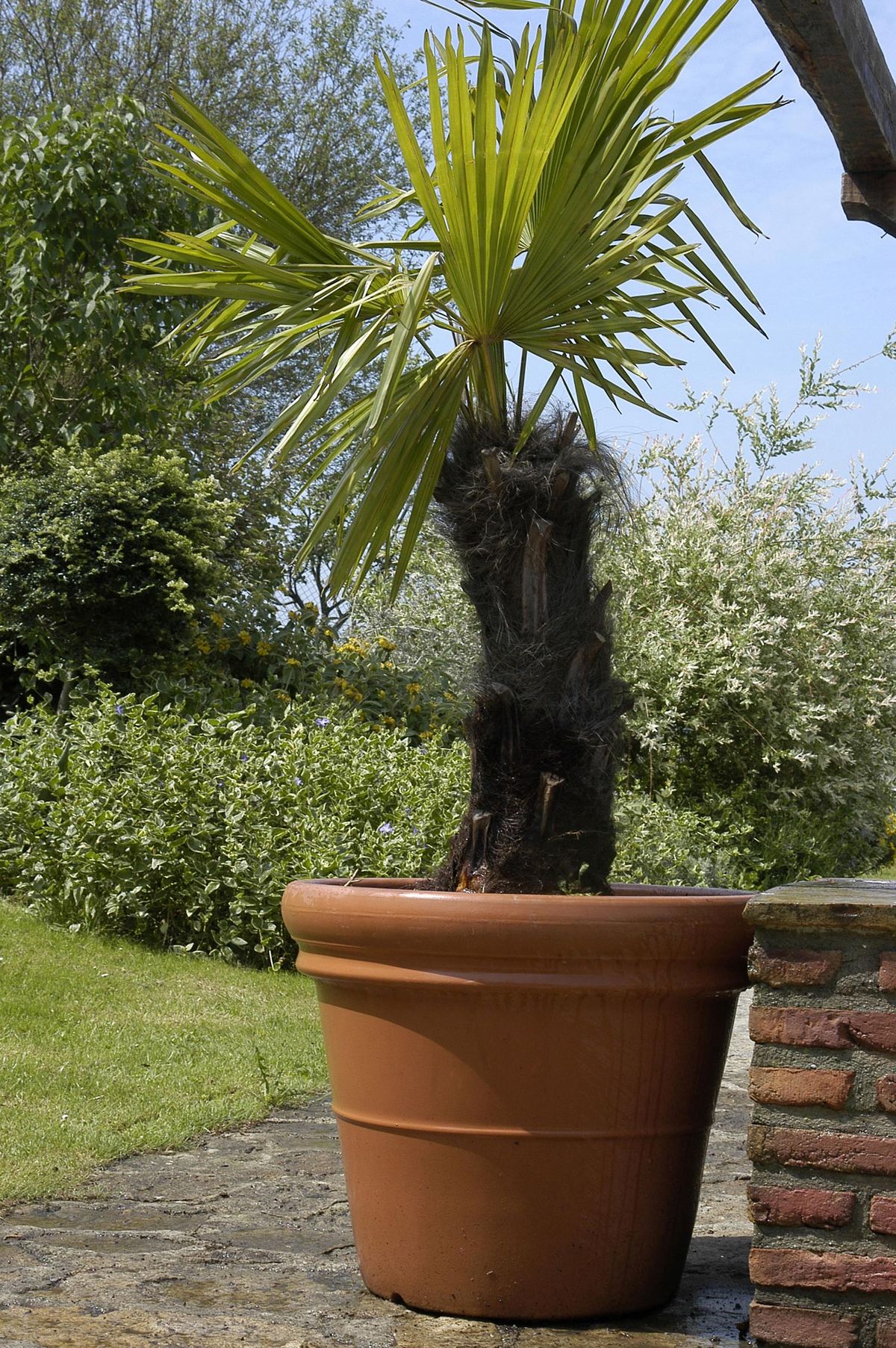 Trasplante de palmera en maceta paso 7