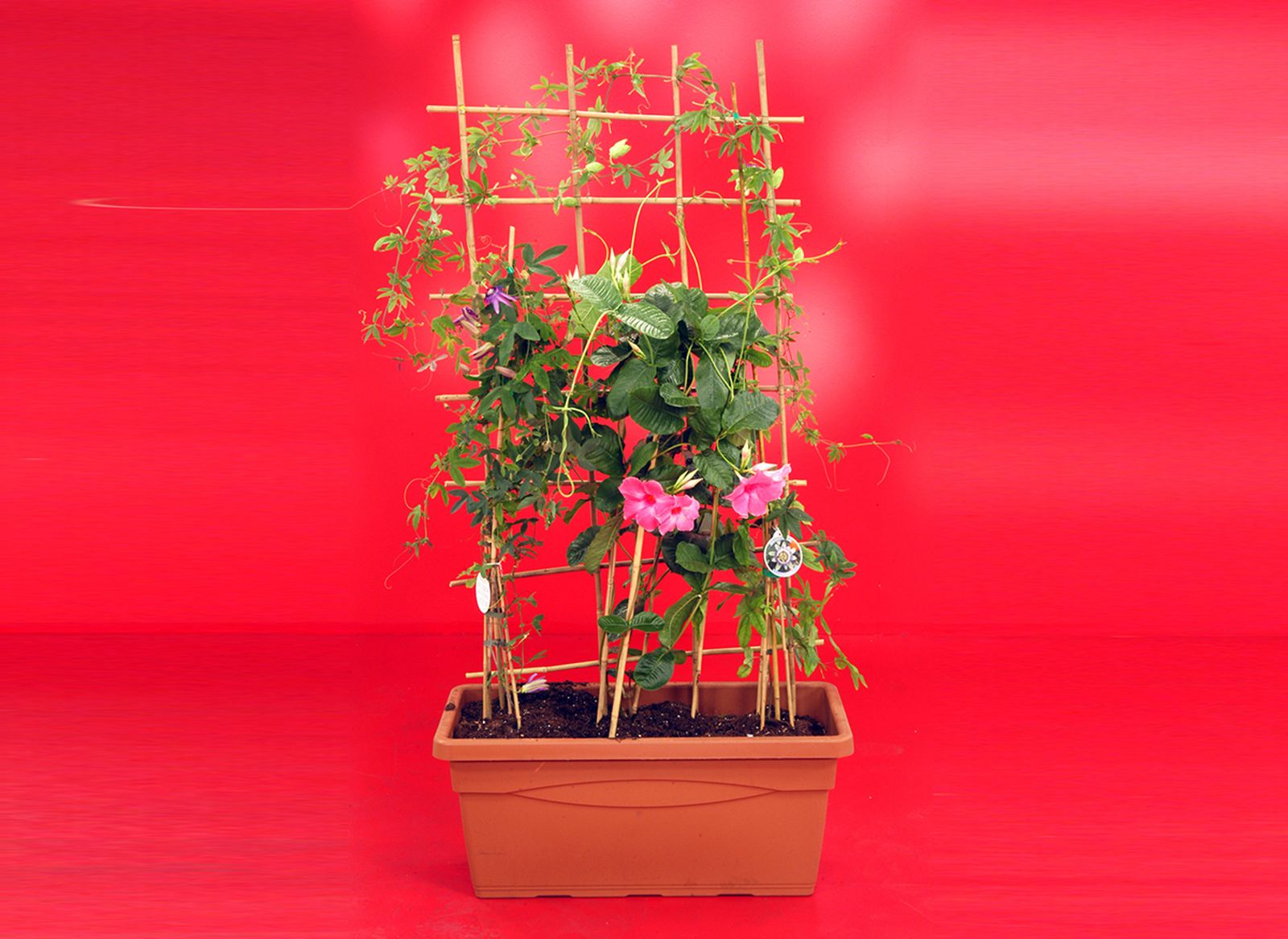 combinacion trepadoras xl