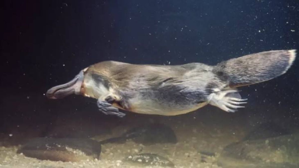 animales australianos ornitorrinco (1)