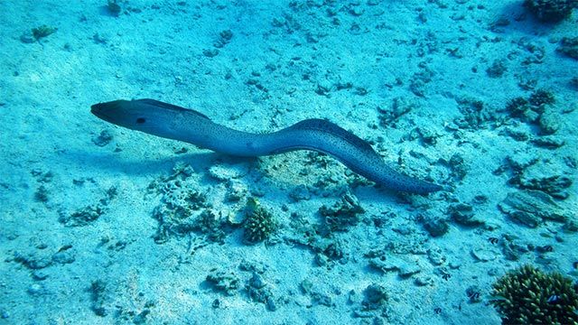anguila