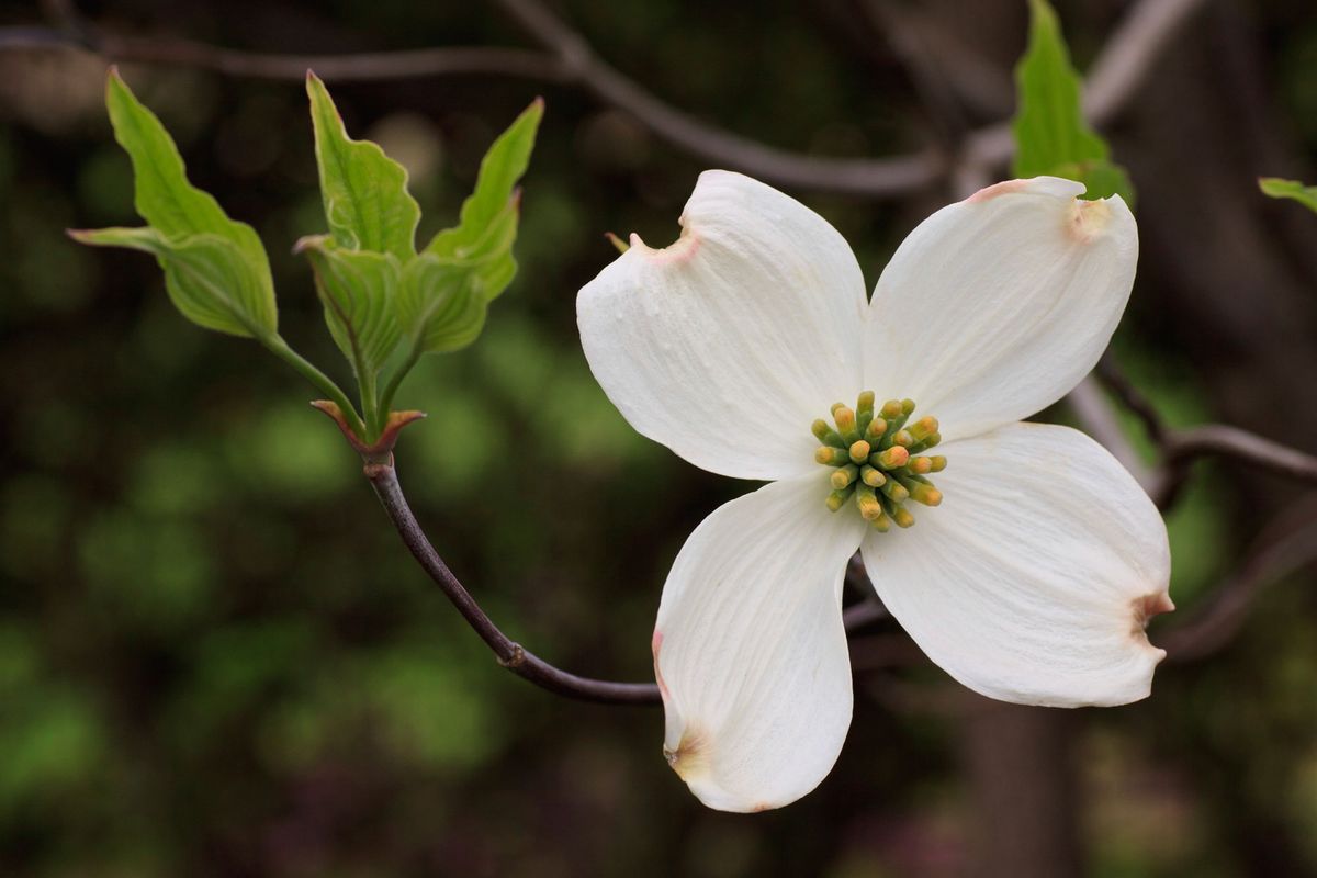 Cornus florida