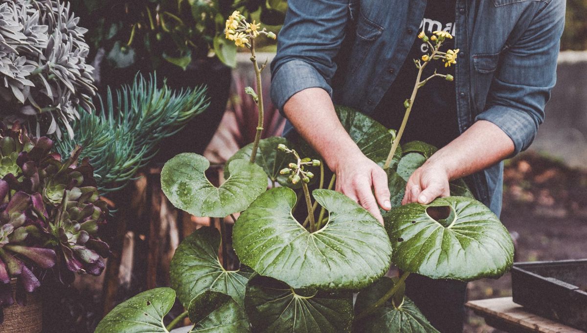 973 boina de vasco xl