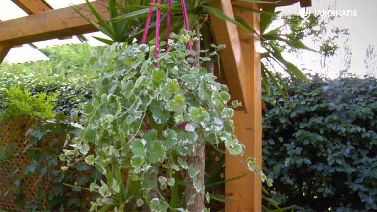 Glechoma hederacea variegata brico 794