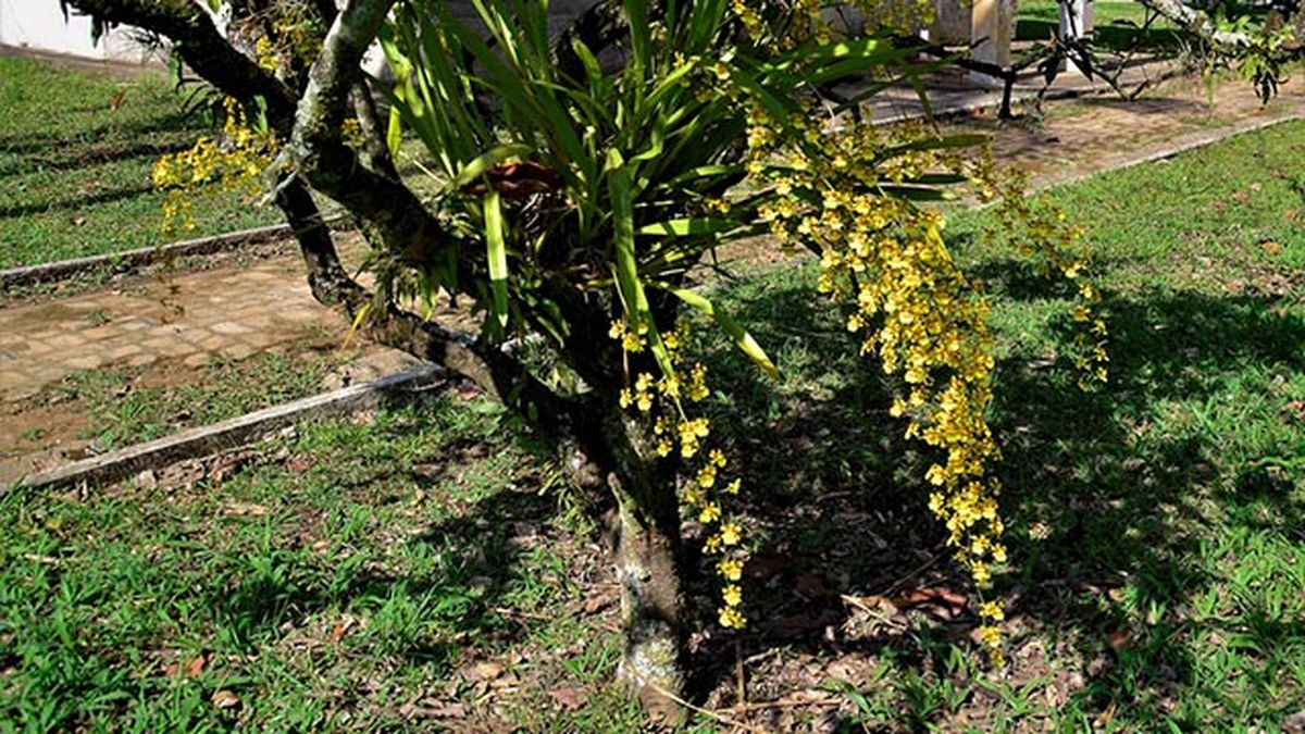 orquidea oncidium dama danzante en arbol