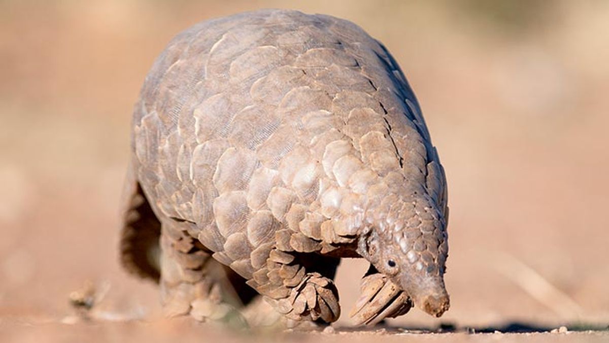 pangolin 4