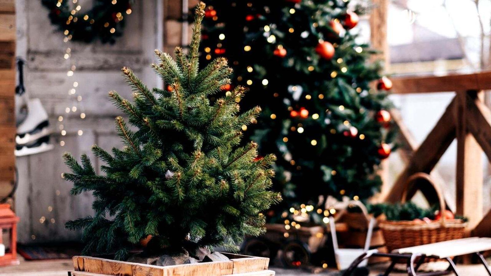 Es posible reutilizar el árbol de Navidad después de fiestas