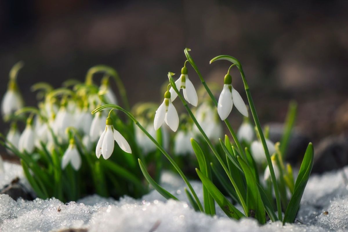 Campanillas de invierno rodeados de nieve.