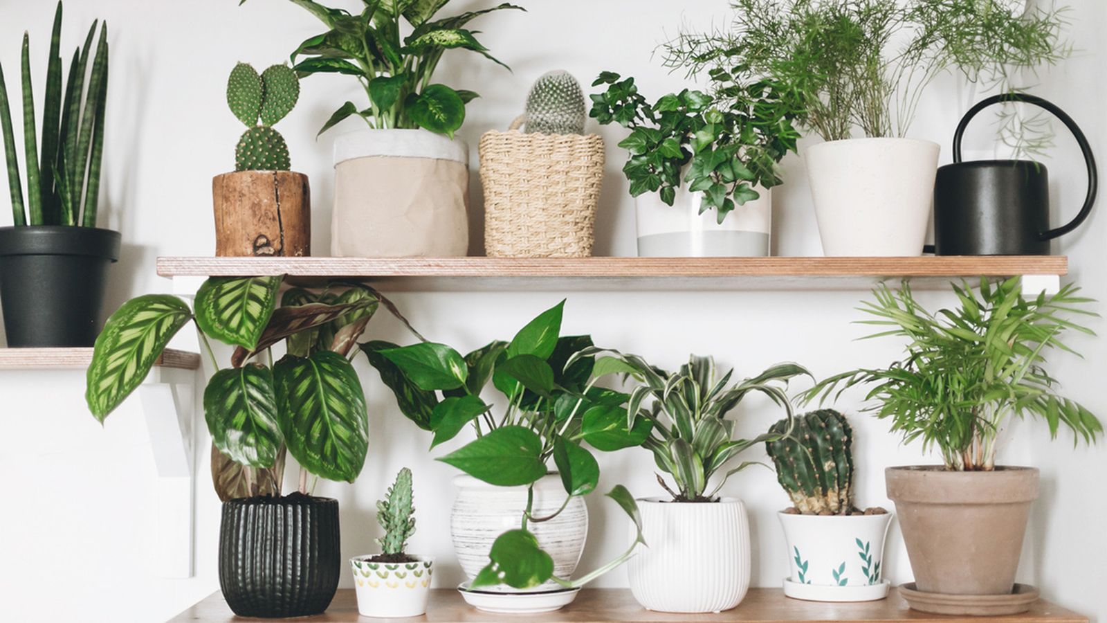 plantas de interior