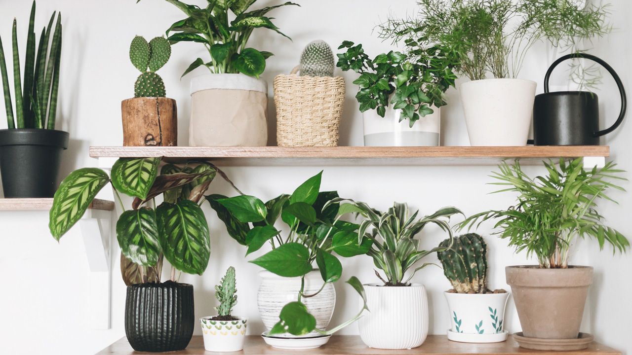 plantas de interior
