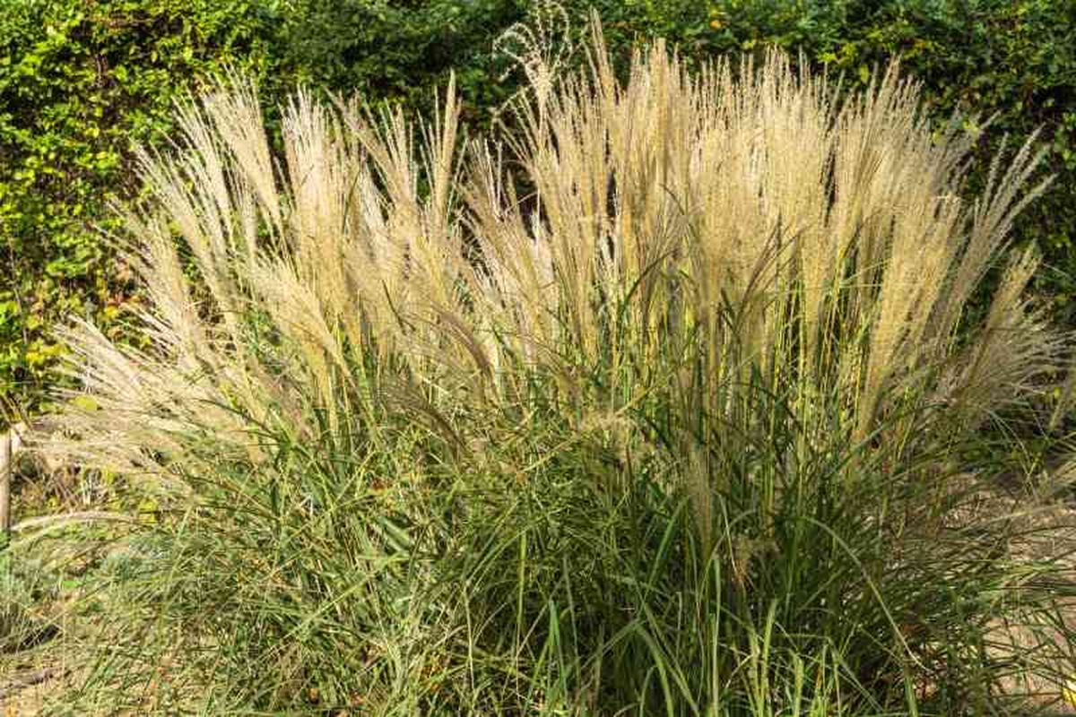 Espigas de Miscanthus gracillimus