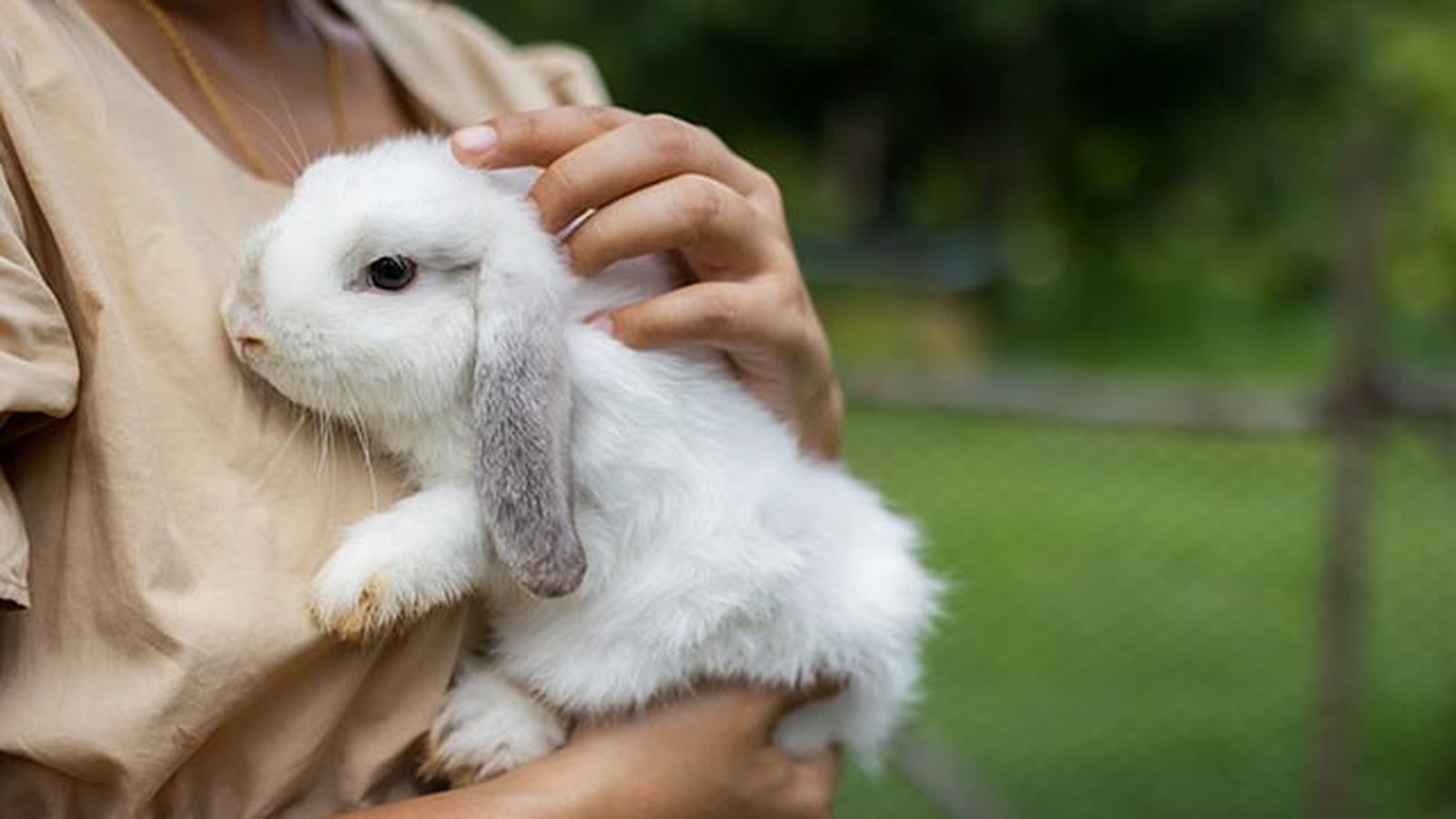 cuidados consejos conejos conejo5