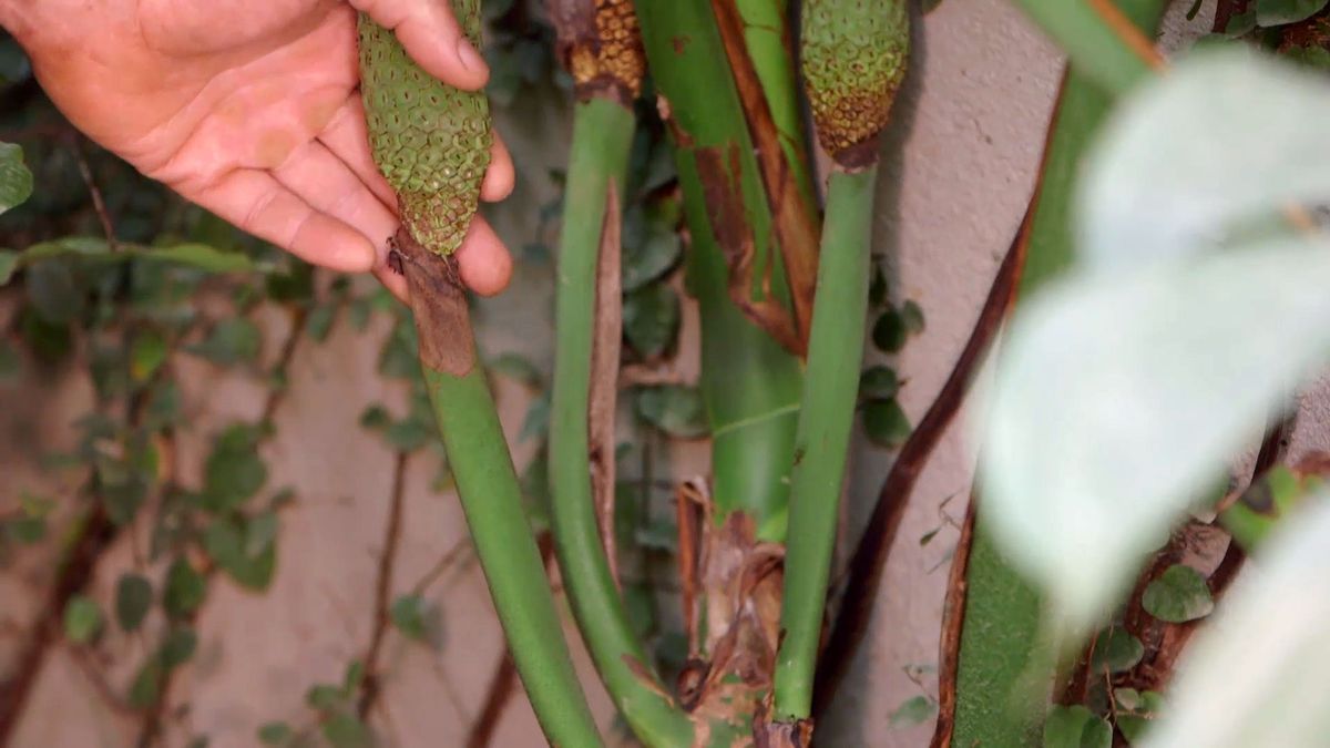 brico 942 3 curiosidades costilla adan fructificacion