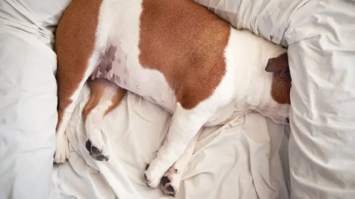 peritonitis en perros 3