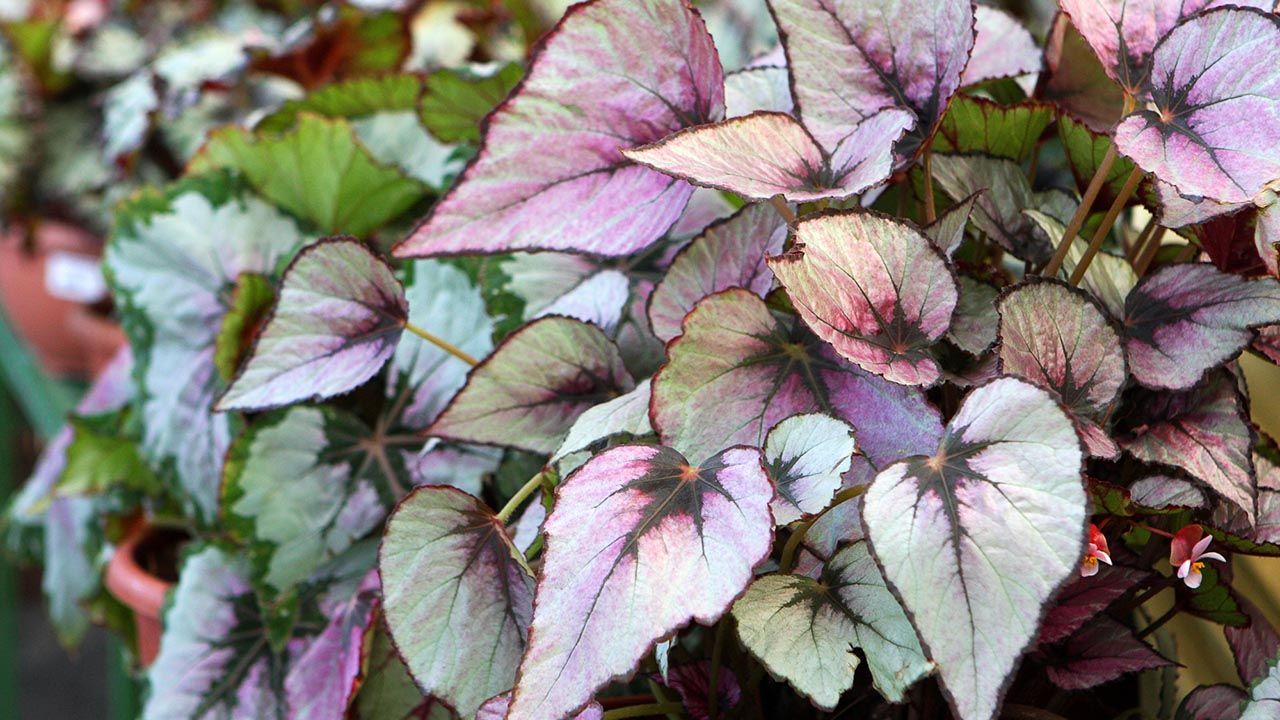begonia rex xl
